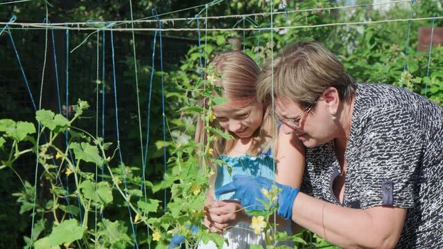 Grandmother teaches her granddaughter to grow plants in garden. They communicate closely with smile on their face.