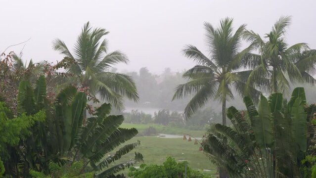 Tropical rain, rainstorm or thunderstorm raining in a green jungle rainforest environment with palm trees