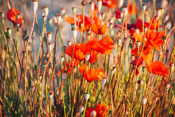 red poppies grow in a thick bush