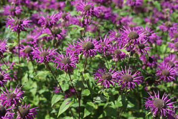 Monarda didyma. Scarlet beebalm, wild bergamot in garden. 