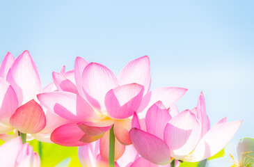 Obraz premium 夏に咲く満開の蓮の花