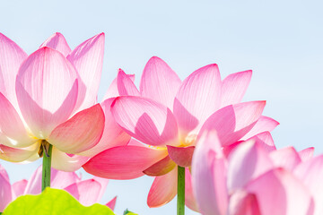 Fototapeta premium 夏に咲く満開の蓮の花