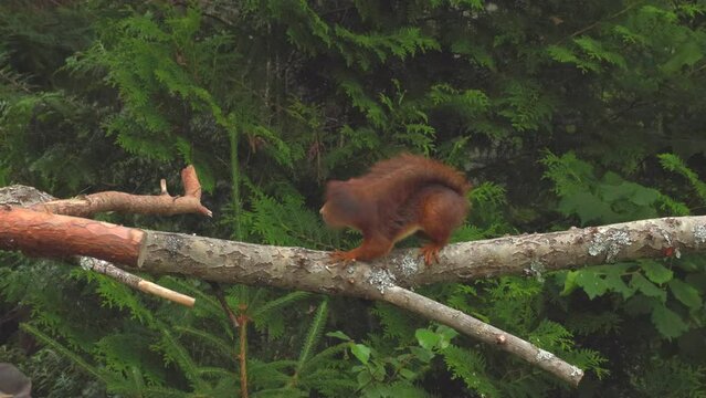 cute red squirrel animal jump in branch move forward natural world norway