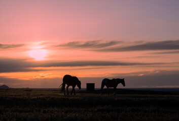 Naklejka na ściany i meble Wild Horses Silhouetted in a Utah Desert Sunset