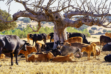 Large dry tree with a herd of cows lying next to it resting on a hot day.