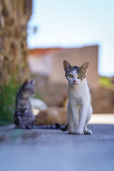 Cool stray cat looking at camera in an old village of stone houses. © josemiguelsangar