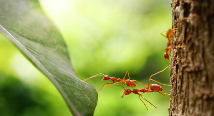 Ants help to carry food, Ant bridge unity team, Concept team work together. Red ants teamwork....