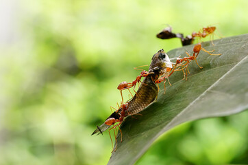Ants help to carry food(small fish), Concept team work together. Red ants teamwork. unity of ants.	