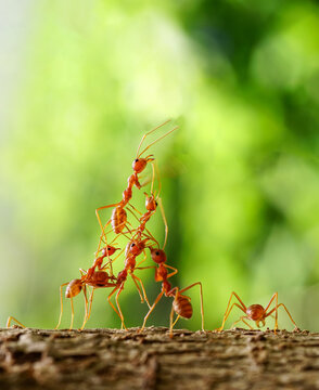 Ant Action standing, Ant bridge team unity, team concept working together. on the natural background.   