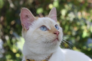 white cat portrait