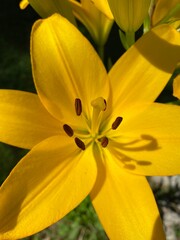 Fleur d'H&eacute;m&eacute;rocalle en plan rapproch&eacute;. Pistil et p&eacute;tales jaunes orang&eacute;s. Plantes dans un jardin en fleuraison.