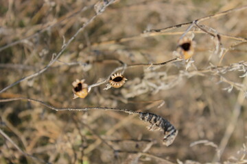 wild plants
