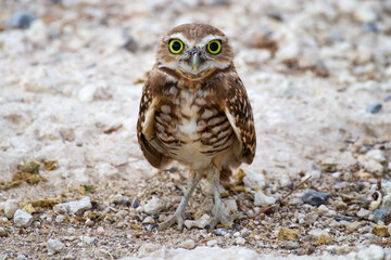 Fledgling Burrowing Owl on the Ground Near Ground Burrow