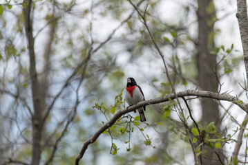 Rose-breasted Grosbeak Perched On A Branch