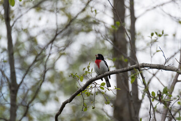 Rose-breasted Grosbeak Perched On A Branch