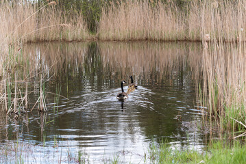 Canada Geese And Goslings Swimming In Marsh