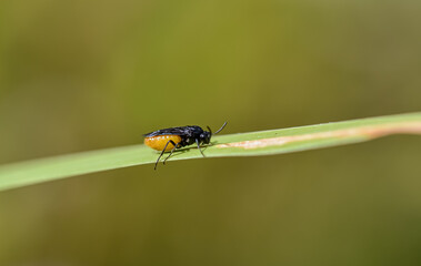  A Clematis sawfly on a leaf