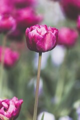 pink rose in the garden
