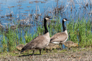 Naklejka na ściany i meble Canada Geese And Goslings At Waterfowl Preserve