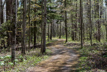 A Footpath Through The Forest