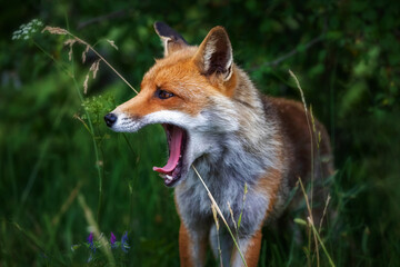 Fototapeta premium Red fox, close-up