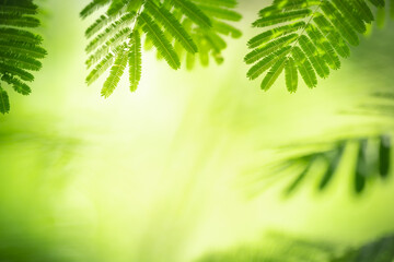 Closeup of beautiful nature view green leaf on blurred greenery background in garden with copy space using as background wallpaper page concept.i
