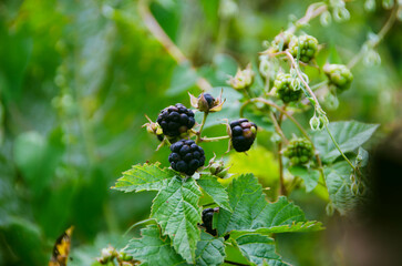 blackberry bush in the garden