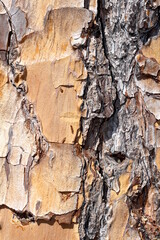 Detalhes do tronco da árvore, textura da madeira na natureza, detalhes da casca da árvore