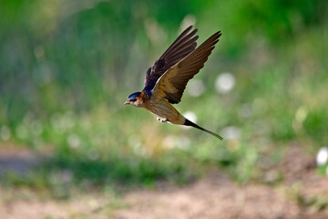Rötelschwalbe // Red-rumped swallow, Lesser Striated Swallow (Cecropis daurica)