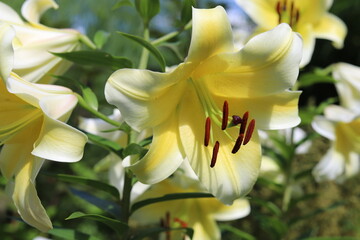 Beautiful flowers of yellow lilies in the garden. Lilium.