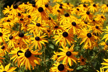Echinacea purpurea. Flower plant commonly known as coneflower.