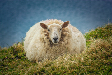 a thick sheep on the meadow in ireland