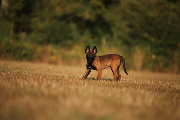 Belgischer Schäferhund