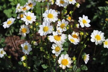 Dahlias of the Topmix Weiss type in garden, closeup.