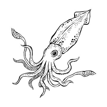 Squid sketch. Hand drawn detailed vector illustration of sea animal with tentacles. Ink monochrome drawing isolated on white background.
