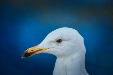 A close-up of the head of a seagull.