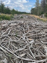 Waldsterben im Harz, totes Holz