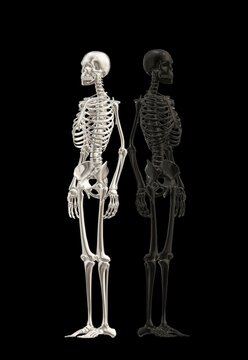 x ray of skeleton