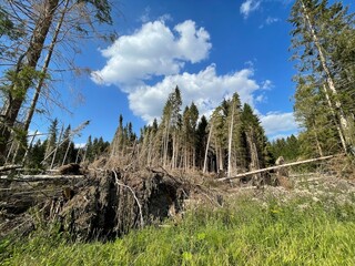 Waldsterben im Harz, Details