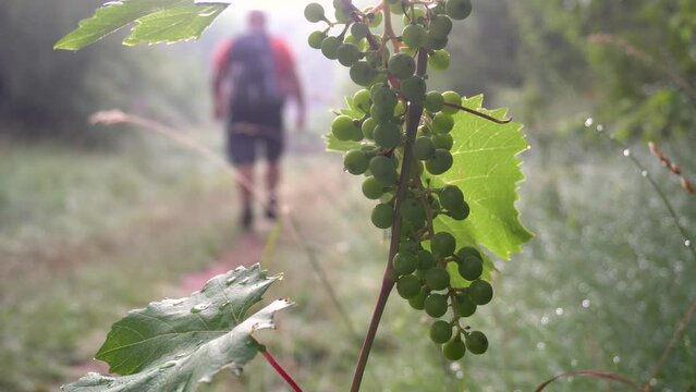Rear view, male hiker walks along a path past the aldo of wild grapes.