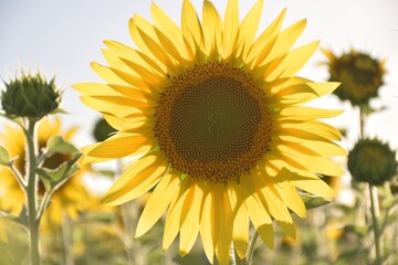 Through the leaves of the yellow sunflower flower pours sunlight against the blue sky and white...