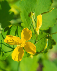 Yellow celandine flower close-up on a background of greenery