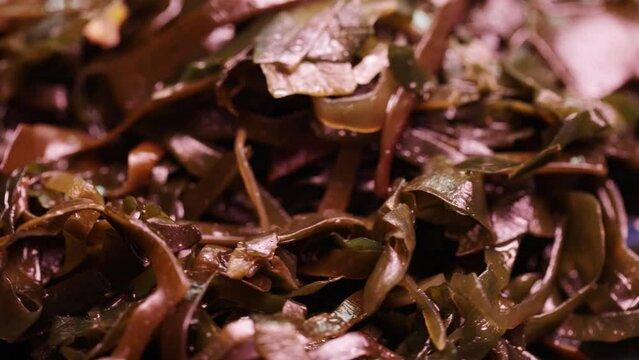 A pile of seaweed lettuce in bulk