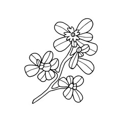 Purslane Garden. Vector stock illustration eps10. Outline, isolate on white background. Hand drawn.