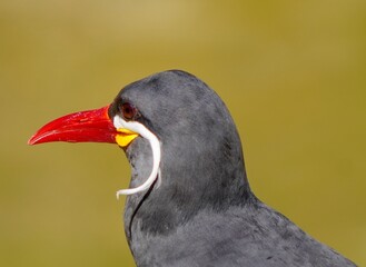 red winged blackbird