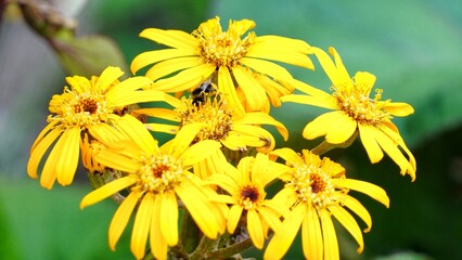 yellow flowers in the garden