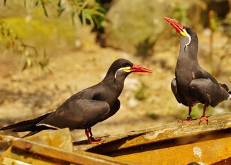 red winged blackbird