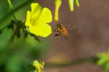 Biene nähert sich einer gelben Blüte