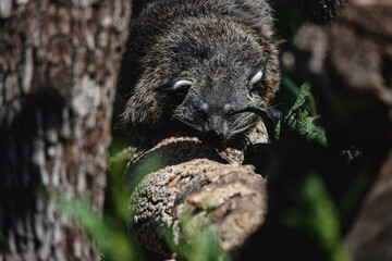 Portrait of a hidden bearcat perched on a branch