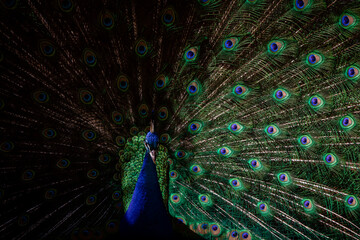 Fototapeta premium Male peacock displaying his plumage during courtship